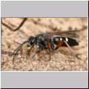 Episyron rufipes - Wegwespe w01 beim Nestbau.jpg